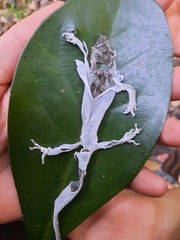 Dactylocnemis pacificus