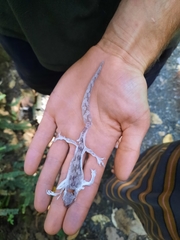 Dactylocnemis pacificus