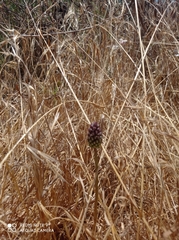 Allium curtum