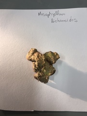 Mesophyllum lichenoides