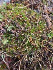 Paepalanthus pilosus