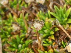 Paepalanthus pilosus