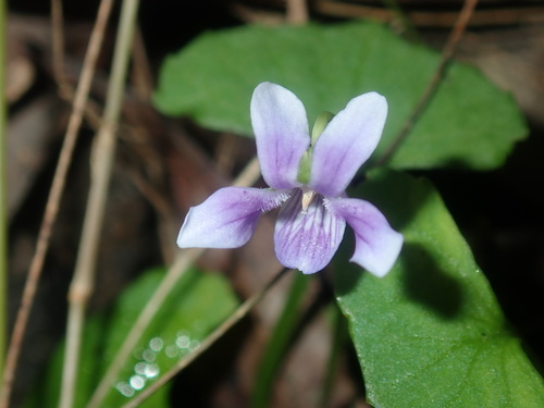 Image of Viola silicestris by (c) Thomas Mesaglio, some rights reserved (CC BY)