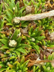 Paepalanthus pilosus