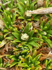 Paepalanthus pilosus