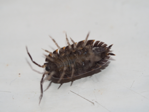 Trachelipus ratzeburgii