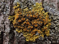 Xanthoria parietina