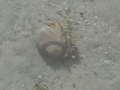 Paguroidea