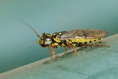 Acantholyda posticalis