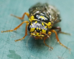 Acantholyda posticalis