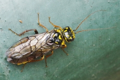 Acantholyda posticalis