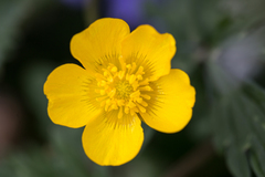 Ranunculus repens