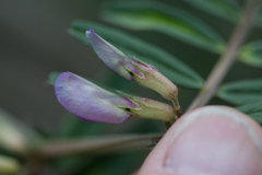 Vicia sativa