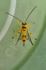 Xanthopimpla summervillei