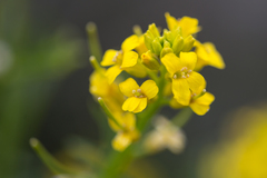 Barbarea verna