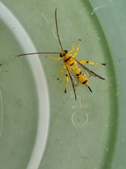 Xanthopimpla summervillei