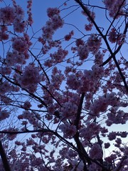 Prunus