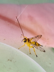 Xanthopimpla summervillei