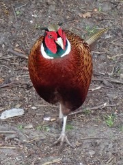 Phasianus colchicus