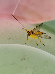 Xanthopimpla summervillei