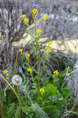 Barbarea verna