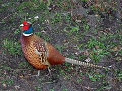 Phasianus colchicus