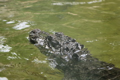 Alligator sinensis
