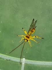 Xanthopimpla summervillei