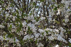 Prunus