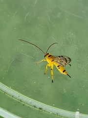 Xanthopimpla summervillei