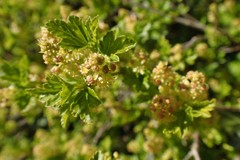 Magnoliopsida