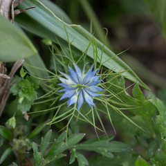 Nigella damascena