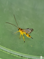 Xanthopimpla summervillei