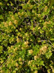 Magnoliopsida