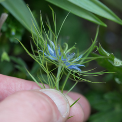 Nigella damascena