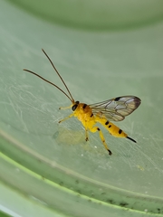 Xanthopimpla summervillei