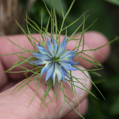 Nigella damascena