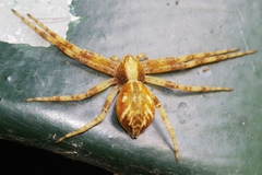 Philodromus buchari