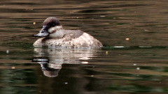 Oxyura jamaicensis