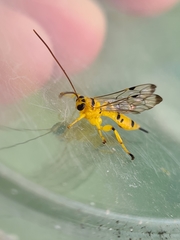 Xanthopimpla summervillei