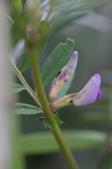Vicia sativa