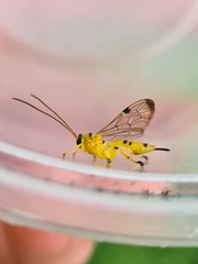 Xanthopimpla summervillei