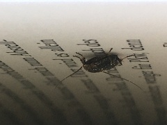 Ectobius sylvestris