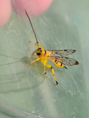 Xanthopimpla summervillei