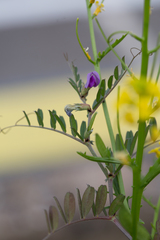 Vicia sativa
