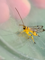 Xanthopimpla summervillei