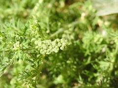 Lepidium didymum