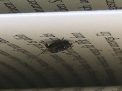Ectobius sylvestris