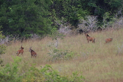 Hippotragus niger roosevelti