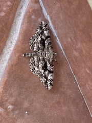 Peribatodes umbraria